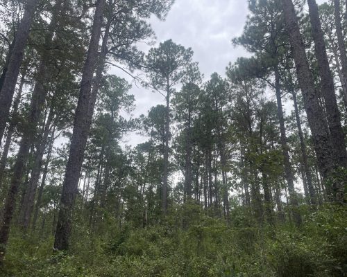 weldon-bay-west-timber-ground-2