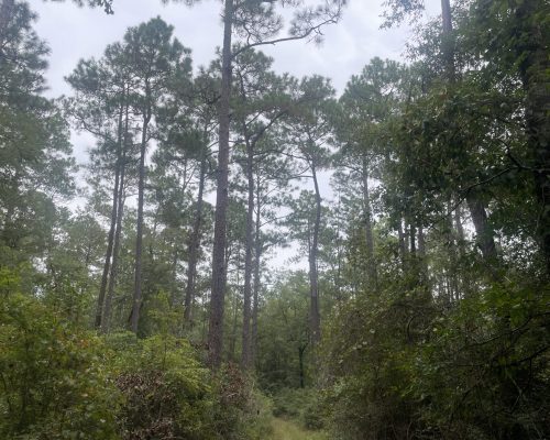 weldon-bay-west-timber-ground