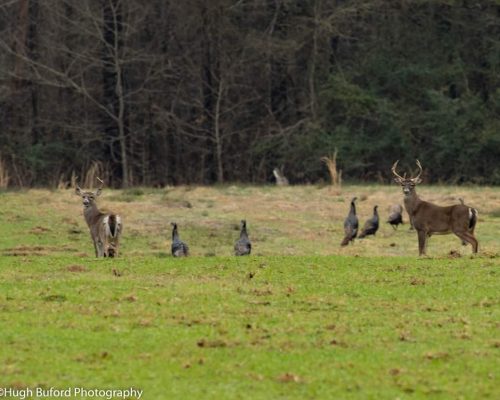chambers-209-new-deer