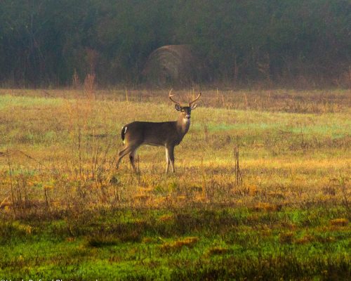 chambers-209-pic-deer-2