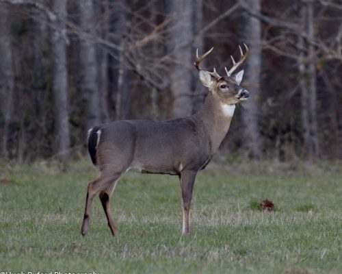 chambers-209-pic-deer