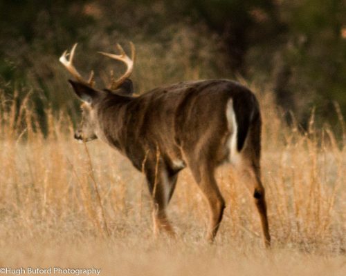 chambers-209-pic-deer-big
