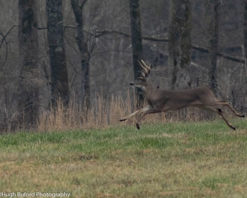 chambers-209-pic-deer-running