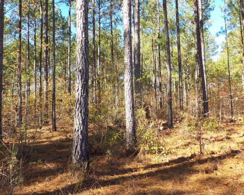 chambers-209-pic-timber