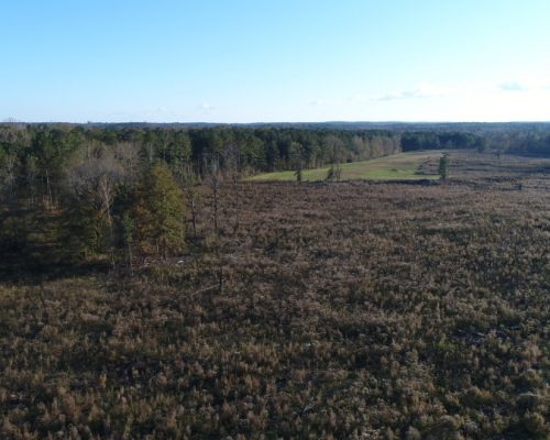 chambers-209-pic-young-planted-field