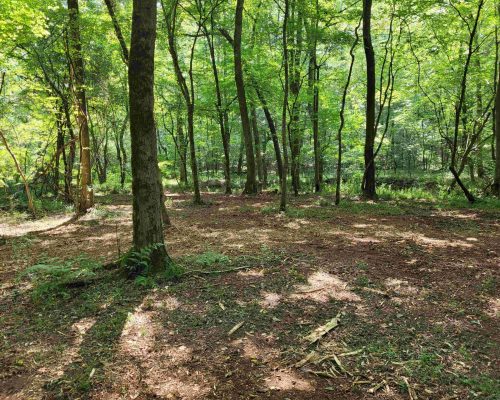 auburn-71-pic-cleared-out