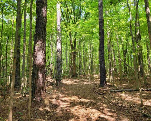 auburn-71-pic-timber-2