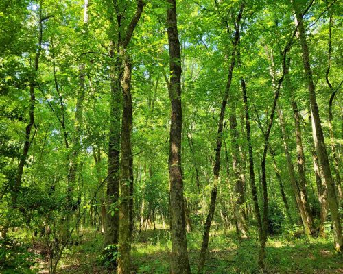 auburn-71-pic-timber-3