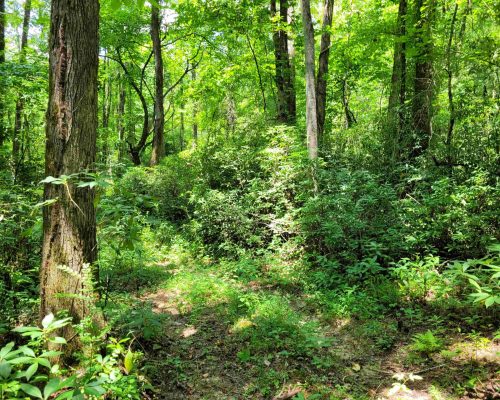 chambers-260-pic-hw-trail-2 chambers-260-pic-hw-trail-2