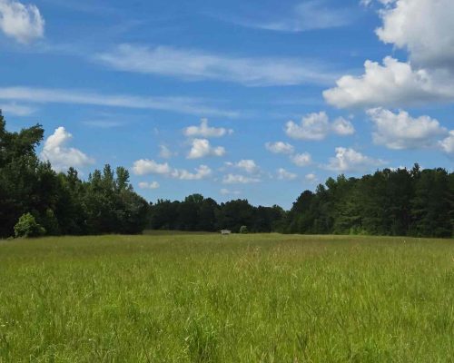 chambers-280-david-big-field-2