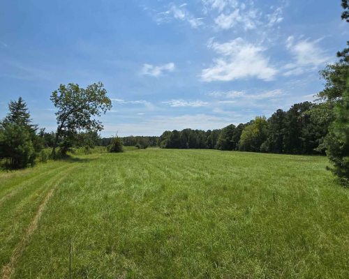 chambers-280-david-big-field