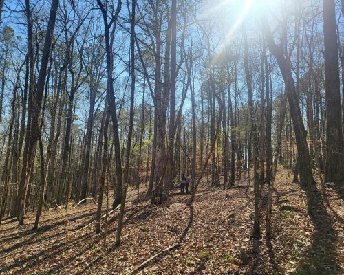 chambers-280-david-timber