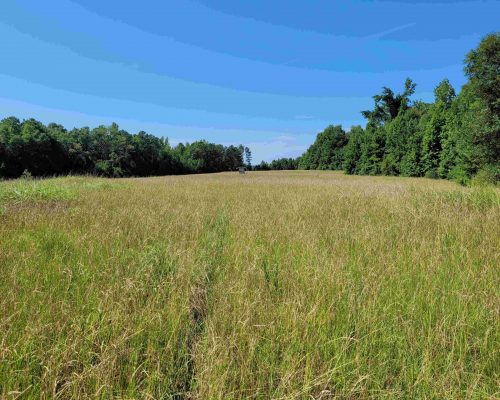 chambers-280-long-ope-field