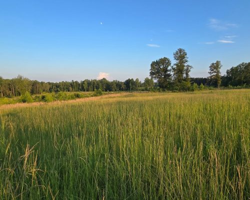 chambers-280-pic-field