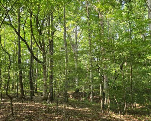 chambers-280-pic-hw-nice-2