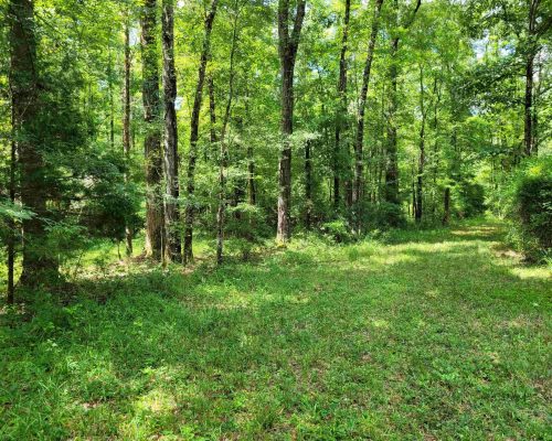 auburn-150-pic-timber