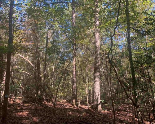 pike-286-pic-5-hw-wide