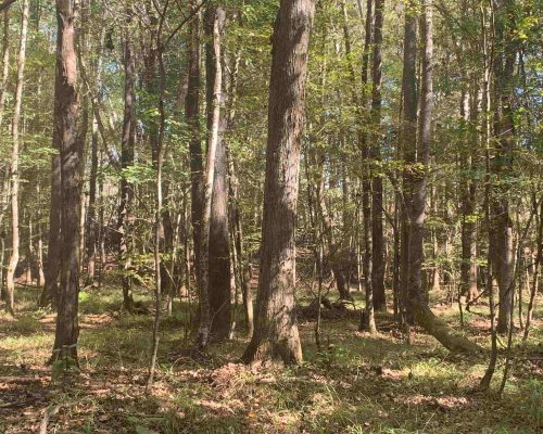 pike-286-pic-hw-wide