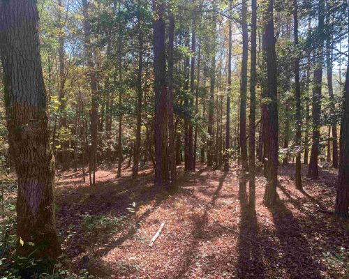 pike-286-pic-timber-wide-2