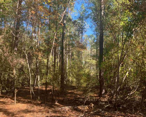 pike-286-pic-timber-wide-3