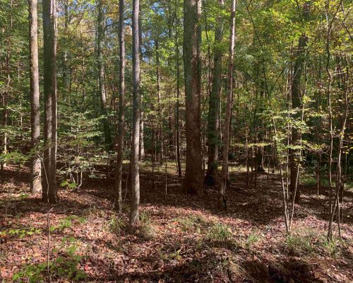 pike-286-pic-timber-wide-4