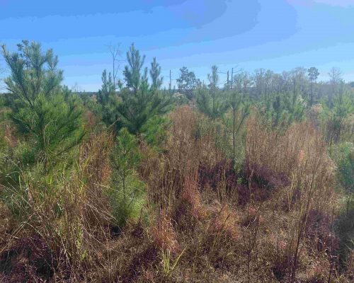 pike-286-pic-youmg-pines-wide-2jpg