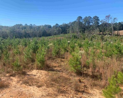 pike-286-pic-youmg-pines-wide